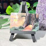 Golden Hour Redwood Card Skin – Glowing Forest Path Debit & Credit Card Sticker by The Sticker Era