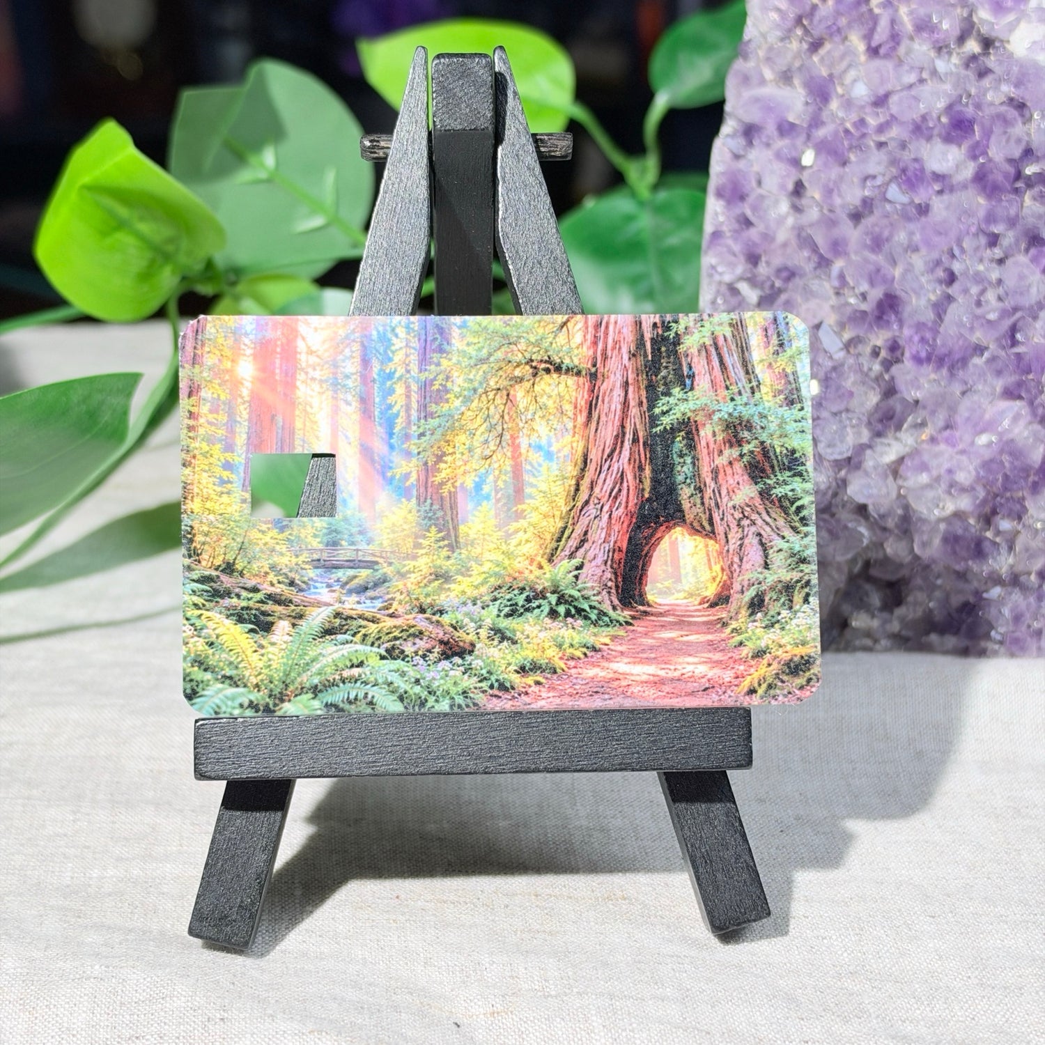 Redwood Forest Card Skin – Sunlit Tree Tunnel Debit & Credit Card Sticker by The Sticker Era